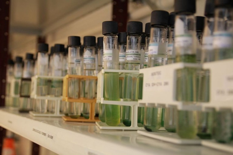 Investigadores gallegos crean un bioplástico marino a partir de algas del Atlántico